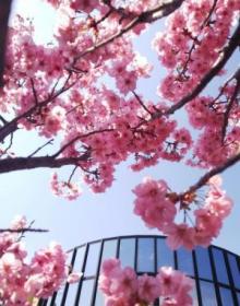 きれいに桜が咲きました