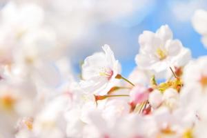 cherry-blossom_00038.jpg